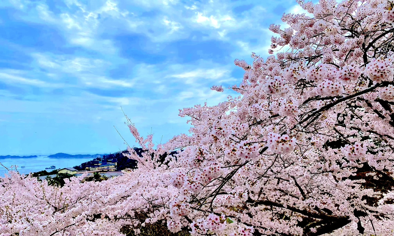 Hanami 2025: A Visit to Saigyo Modoshi no Matsu Park in Matsushima, Miyagi